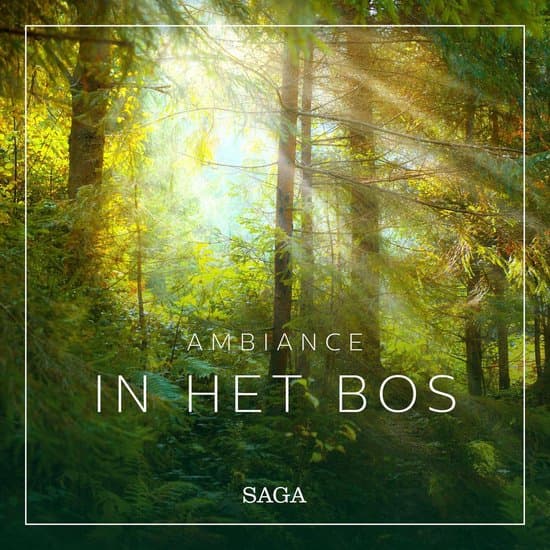 Ambiance - In het Bos